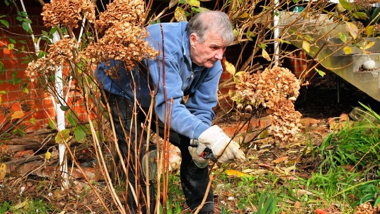 Pagpapakain at pruning hydrangeas