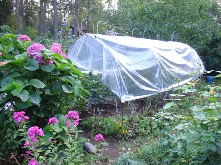 Hortensia våråpning