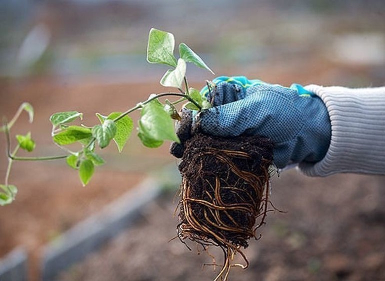 Clematis transplantatie