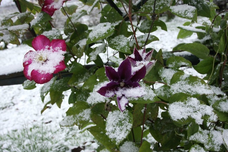 Clematis bescherming voor de winter