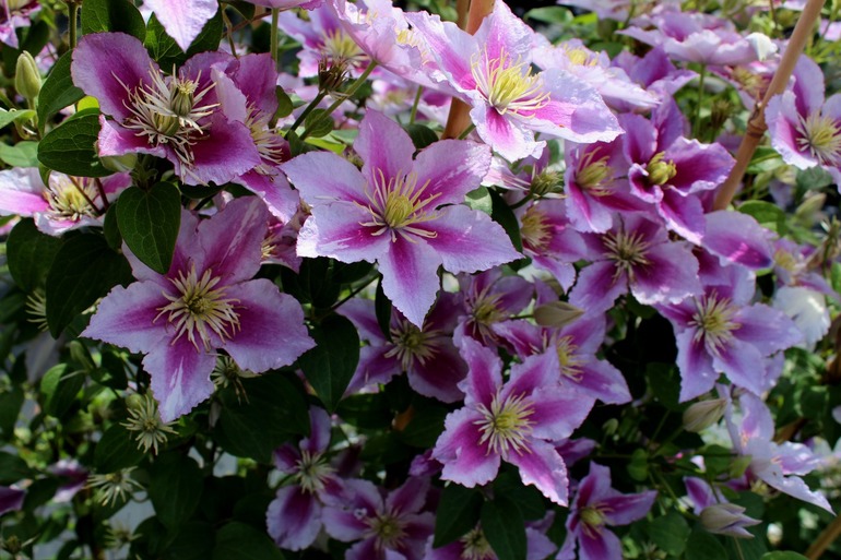 Opvang en voorbereiding van clematis voor de winter in de buitenwijken