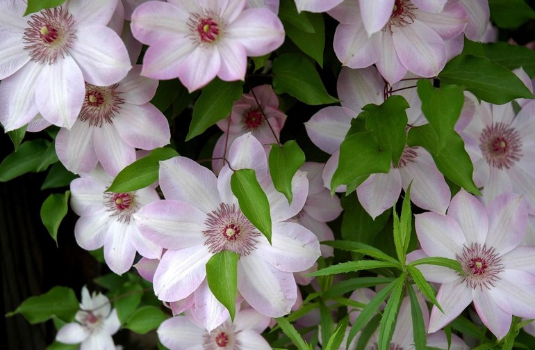 Tirahan at paghahanda ng clematis para sa taglamig