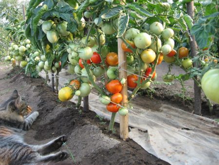 Maslov tomatenteelt