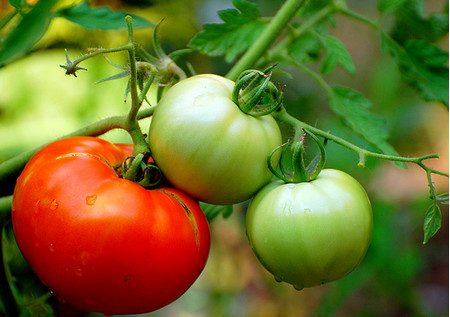 utendørs tomatdyrking