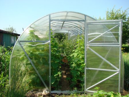 nagtatanim ng mga punla sa isang polycarbonate greenhouse