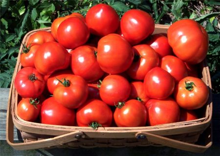 ondermaatse variëteiten van tomaten