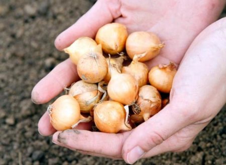 plant løken på hodet