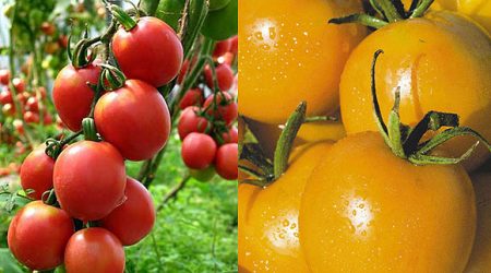 variëteiten van tomaten voor de volle grond