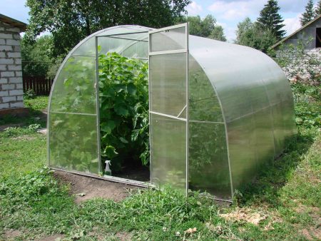 polycarbonate greenhouse at mga punla