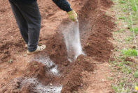 meststoffen voor aardappelen bij het planten in het gat