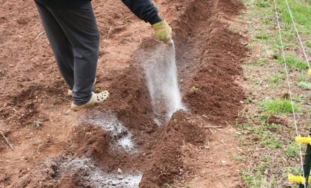 meststoffen voor aardappelen bij het planten in het gat