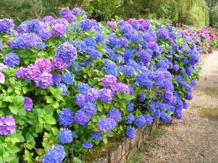 Panlabas na hardin ng hydrangea