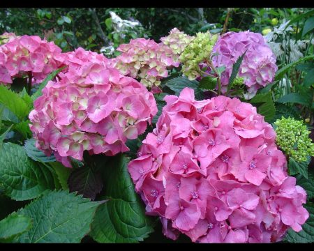 Ang hardin ng Hydrangea