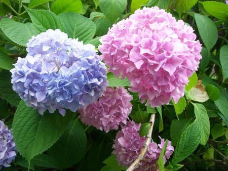 Hortensia hage beplantning