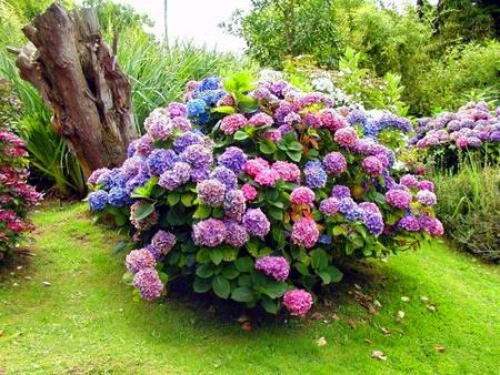 Pangangalaga sa hardin ng Hydrangea