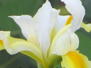 irises bulaklak