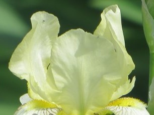 Hvorfor irisblomster ikke blomstrer