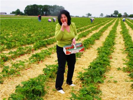 Kailan mangolekta ng mga strawberry sa bukid ng estado ng Lenin