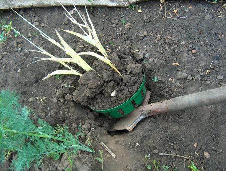 grave opp tulipaner etter blomstring