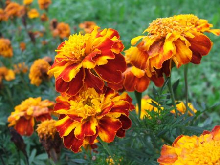 goudsbloem laten groeien uit zaden