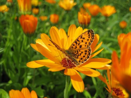 lumalagong marigold mula sa mga buto