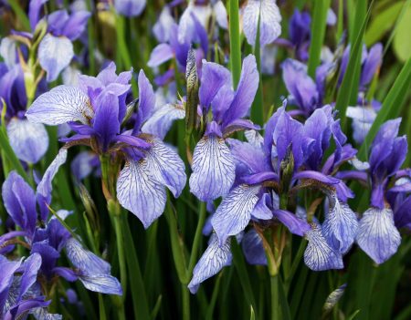 Siberian iris