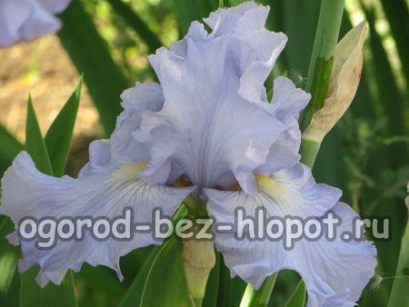 Waarom geen irissen in de tuin bloeien