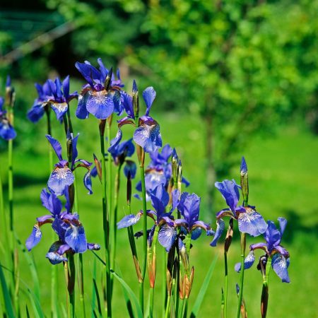 hvordan vokse siberian iris i åpen mark