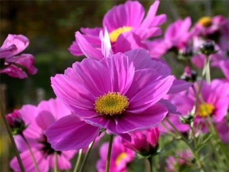 prachtige cosmea in het huisje