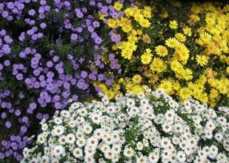 prachtige alpine asters