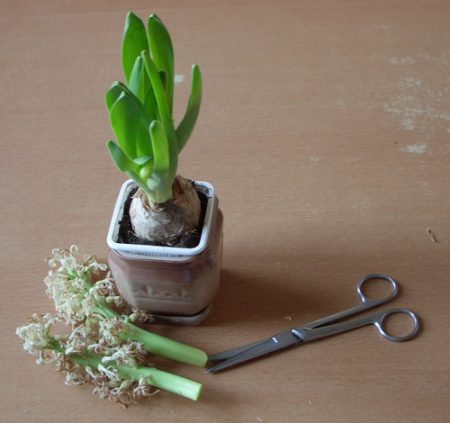 hyacinth bombilya pagkatapos namumulaklak