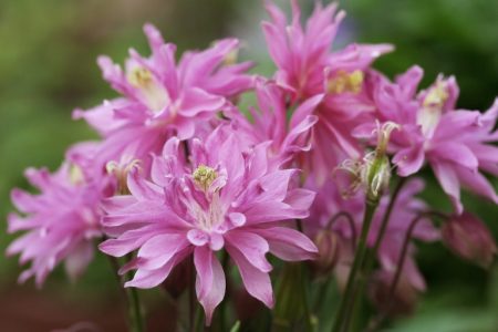 aquigelia planten en verzorging