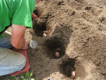 aardappelen planten