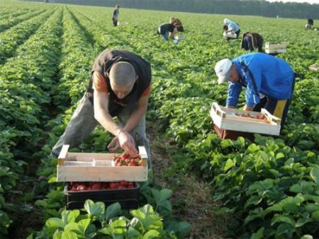 aardbeien plukken op een staatsboerderij