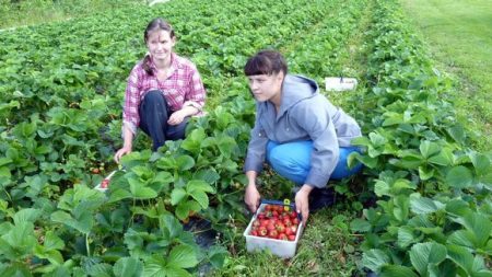 estado ng bukid na pinangalanang pumili ng mga strawberry ni Lenin noong 2017