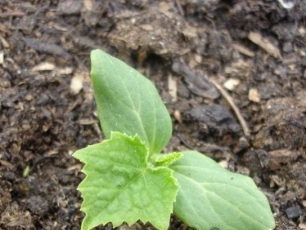 hvordan man planter zucchini i frøplantede frøplanter