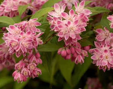 Deutzia