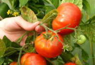 Tomatenziekten en hun behandeling, foto