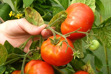 Tomatenziekten en hun behandeling, foto