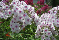 Phlox vaste plant: planten en verzorging, foto