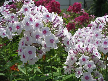 Phlox vaste plant: planten en verzorging, foto