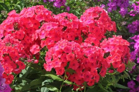 phlox sa hardin