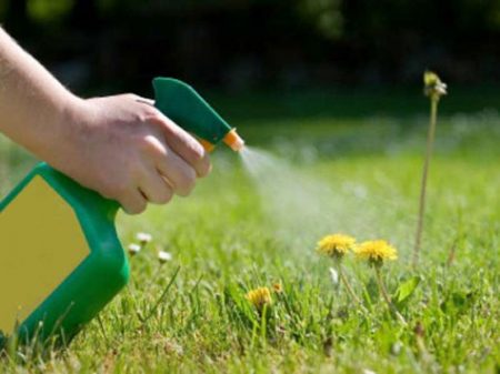 dandelion herbicides