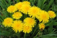 hoe om te gaan met paardebloemen in de tuin