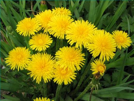 hoe om te gaan met paardebloemen in de tuin