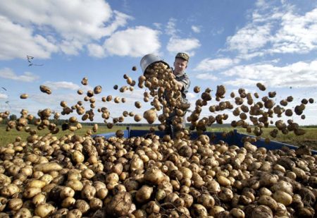 Hoe aardappels te planten,