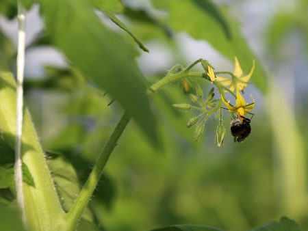 pollinering av tomater