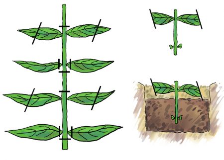 voortplanting door stekken