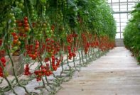 zorg voor tomaten na het planten in de kas