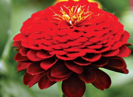 zinnia sierlijke zaadteelt